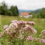 Europe Tents Domaine Des Messires *
